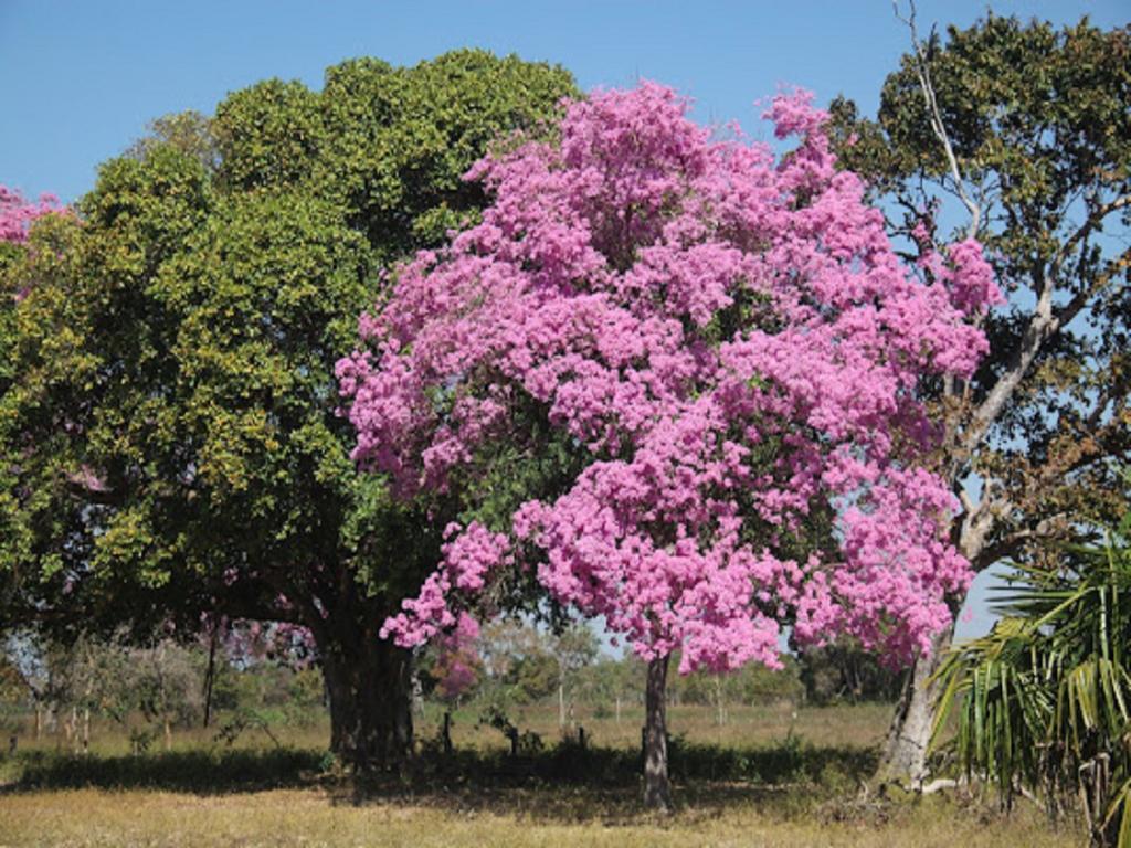 Hotel Pousada And Safari Cuiaba  Luaran gambar