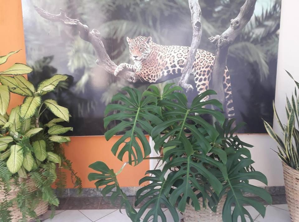 Hotel Pousada And Safari Cuiaba  Luaran gambar