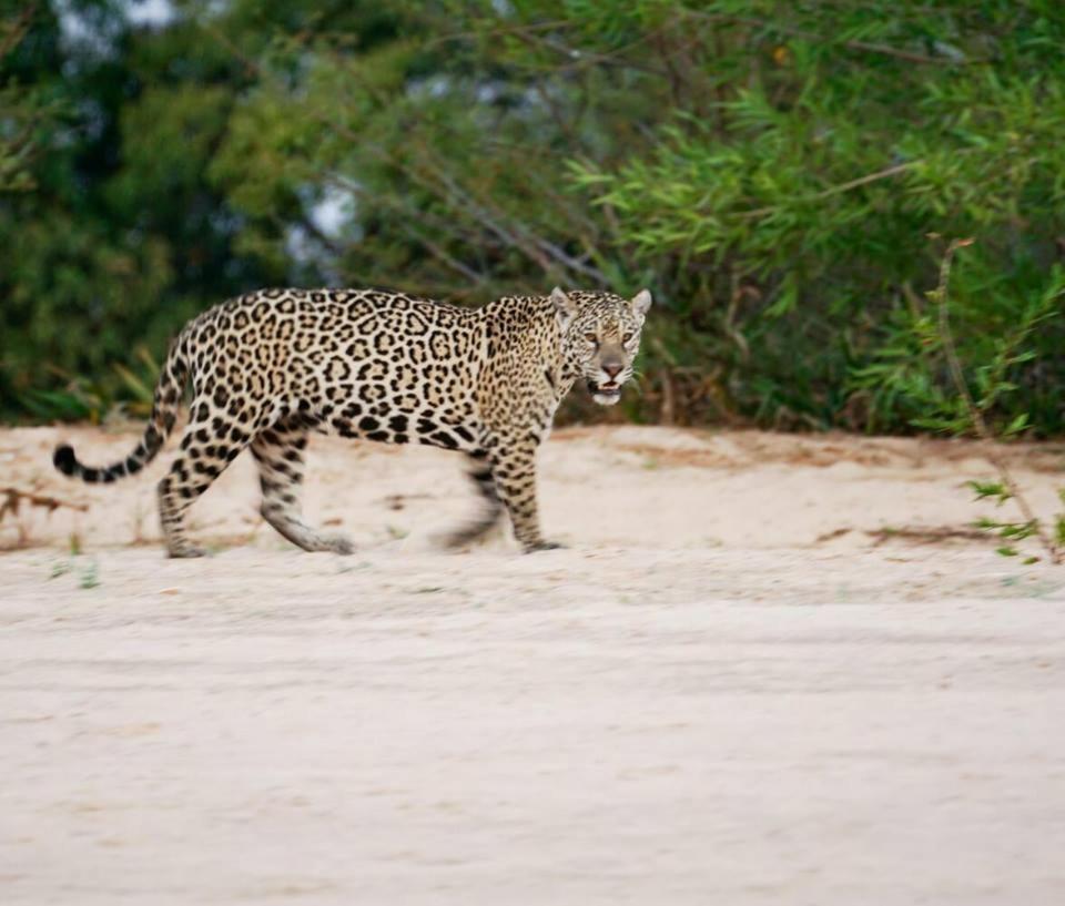 Hotel Pousada And Safari Cuiaba  Luaran gambar