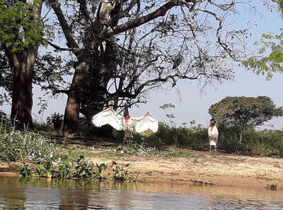 Hotel Pousada And Safari Cuiaba  Luaran gambar